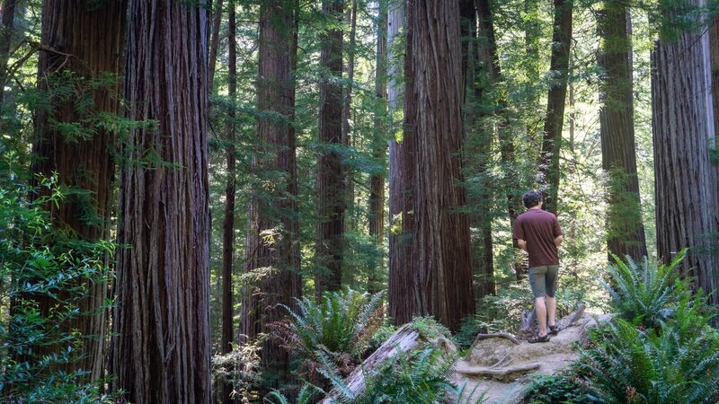 A hiker on a fallen Redwood tree