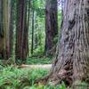 Redwoods near Prairie Creek