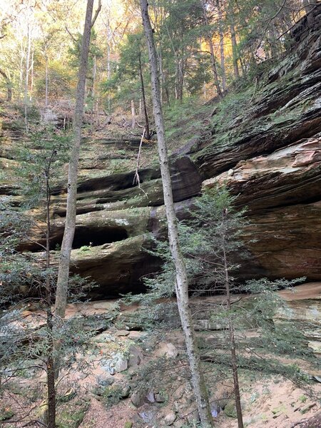 Cliff Walls and Forest