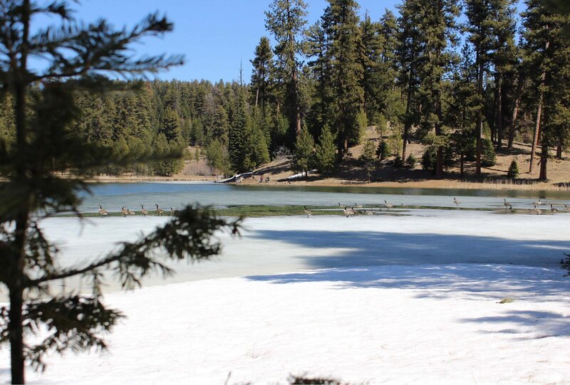 View of Walton lake from the walking path April 2021