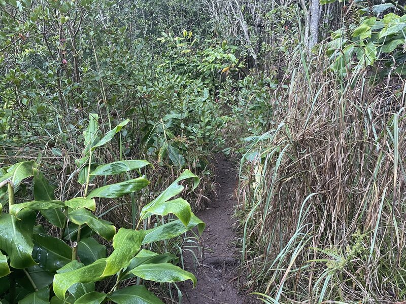 Narrow overgrown trail