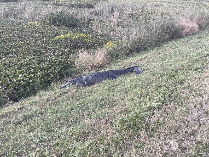 A decent sized gator getting some sun.