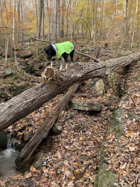 There are plenty of downed trees at Bears Den Loop. None were too hard to navigate in the Fall. The trail has plenty of markings.