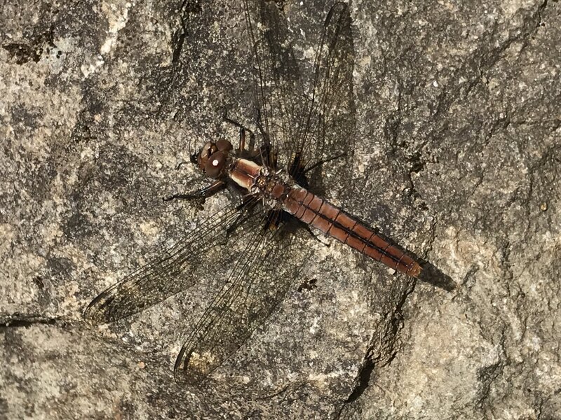 Dragonfly consuming its catch of the day.