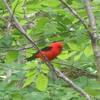 Scarlet Tanager