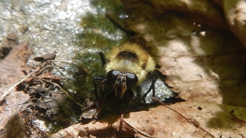 Bee Fly on leaf litter.