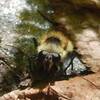 Bee Fly on leaf litter.