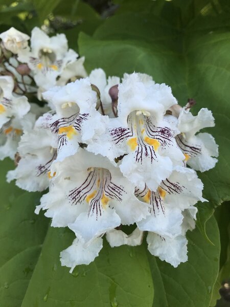 Common Catalpa Flowers.