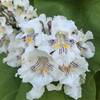 Common Catalpa Flowers.