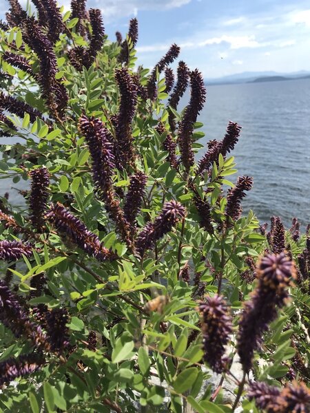 False Indigo Bush.