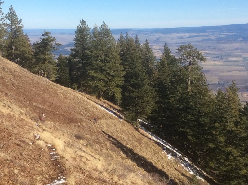 Hiking down through a blue bunch wheatgrass slope about 2/3 of the way from the bottom.