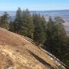 Hiking down through a blue bunch wheatgrass slope about 2/3 of the way from the bottom.