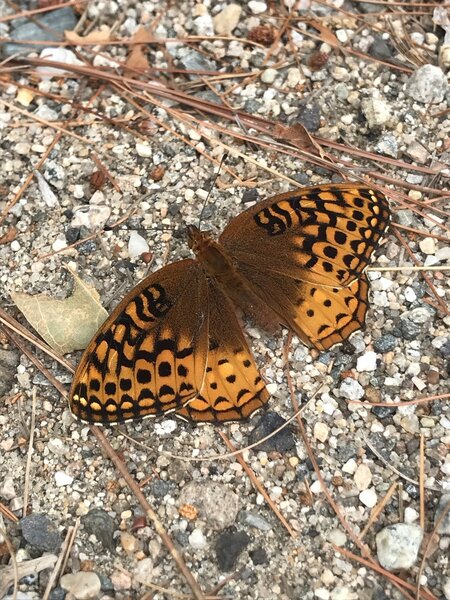 Aphrodite Fritillary