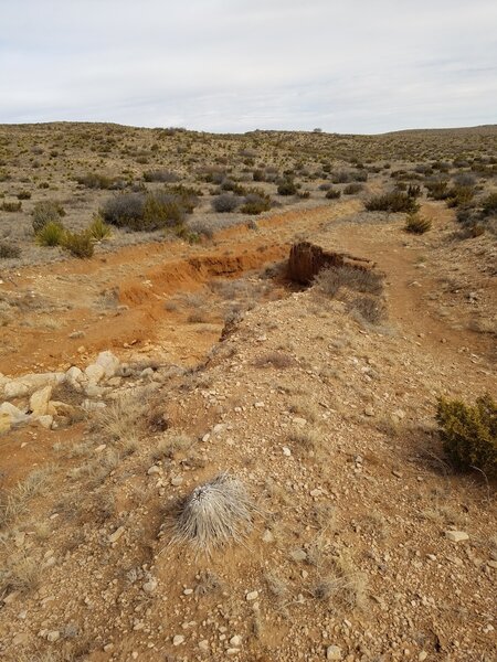 Guadalupe Ridge Trail follows an old Jeep road in CAVE. Photo shows road washed out.