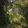 The narrow trail, where it passes through beautiful hill forest. The Rispana river is on the right and below, just out of the frame.