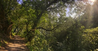 The forested path that descends from the Rajpur-Jharipani/Kipling Trail to converge with the Rispana river.