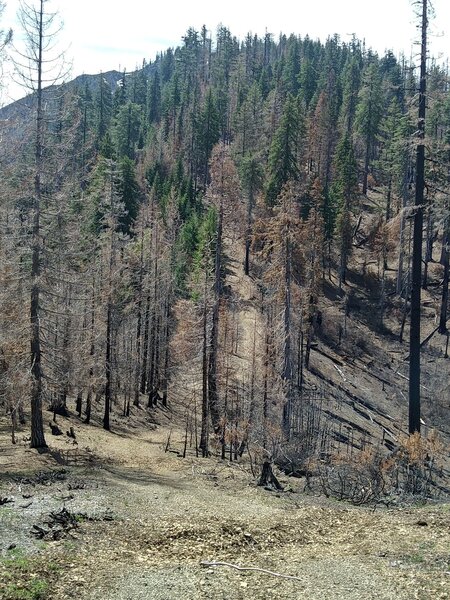 Trail just before it starts the serious climb (May 2021).