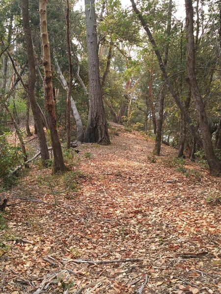 Section of trail following ridgetop.