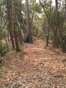 Section of trail following ridgetop.