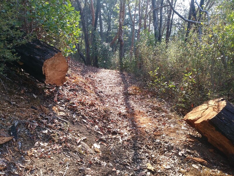 Trail clearing work.