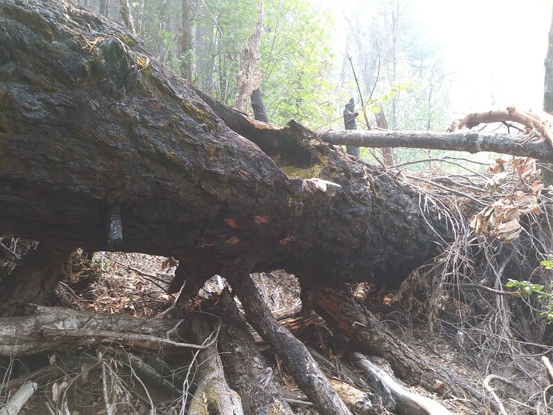 The huge duck-under log--debris underneath have been better cleared out after photo was taken.