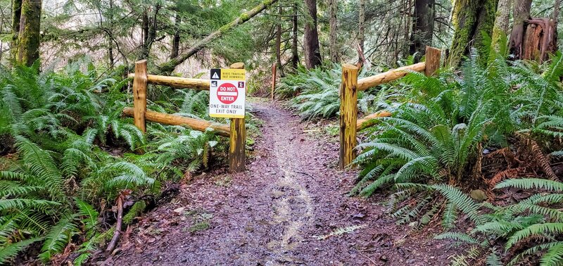 This is the intersection with the Brown Pow (black-rated) downhill-only MTB trail, taken in Feb 2021 after lots of rain.