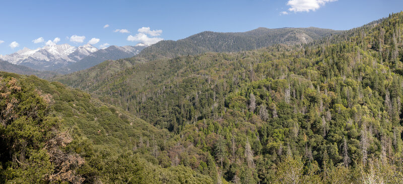 The lush green on both sides of the Middle Fork Kaweah River.