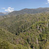 The lush green on both sides of the Middle Fork Kaweah River.