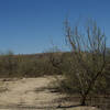 The trail winds through desert scrub brush as it makes its way to various homesteads.