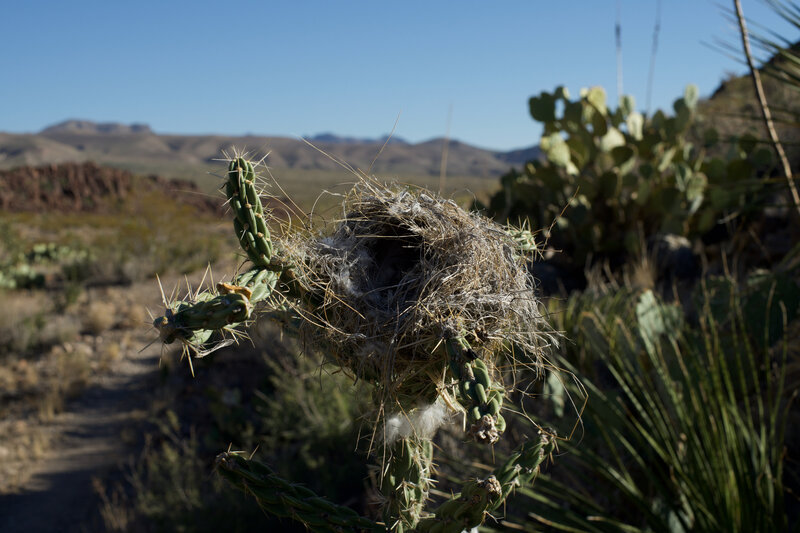 Bird nest in a cactus on the side of the trail. Big Bend is great for birding, so keep your eyes out as you hike the trail.