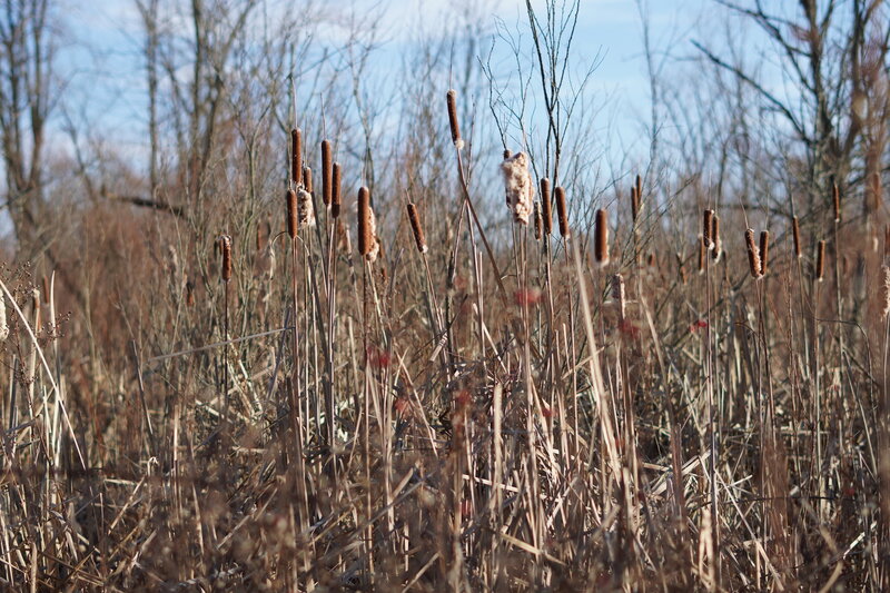 Cattails.