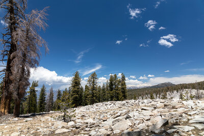 Granite scree along Jennie Lake Trail.