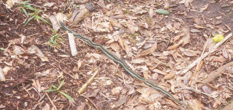 Found this guy on the trail, the green on his back was much brighter than it appears in the photo. Not sure what kind it is.?