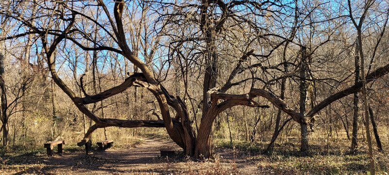 Osage Orange tree just off Truman's Walk Trail on a spur to the edge of the park.