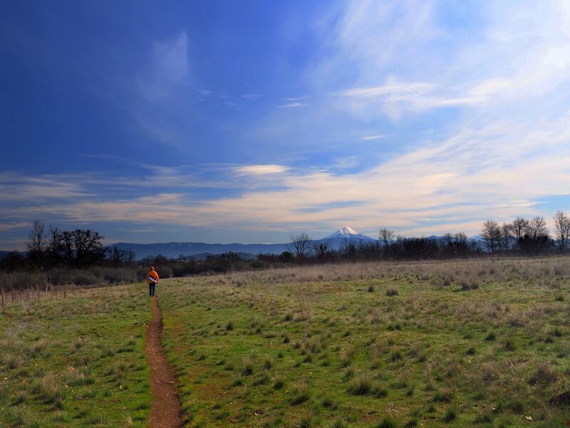 Mount McLoughlin from the Agate Desert