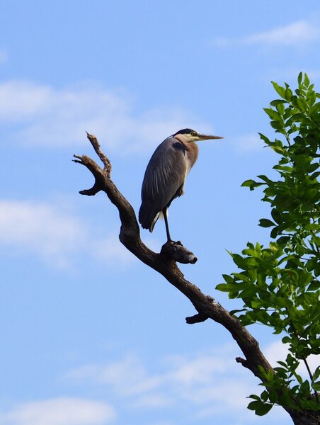 Heron perched at the Denman Wildlife Area