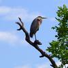 Heron perched at the Denman Wildlife Area