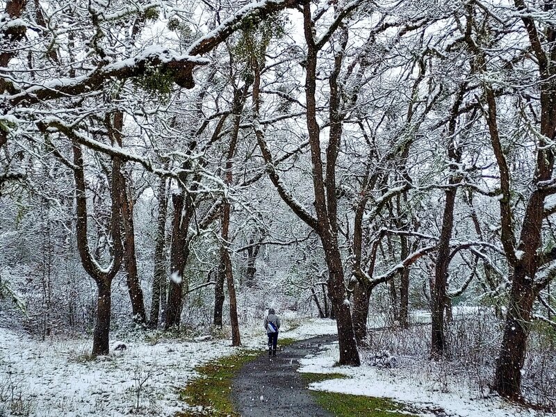 Through the colonnade of oaks in winter.