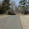 A rare pine tree species (on right) was left during construction of the trail close to the asphalt because there is only three in the area.