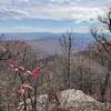 Mount Magazine from Hare Mountain.