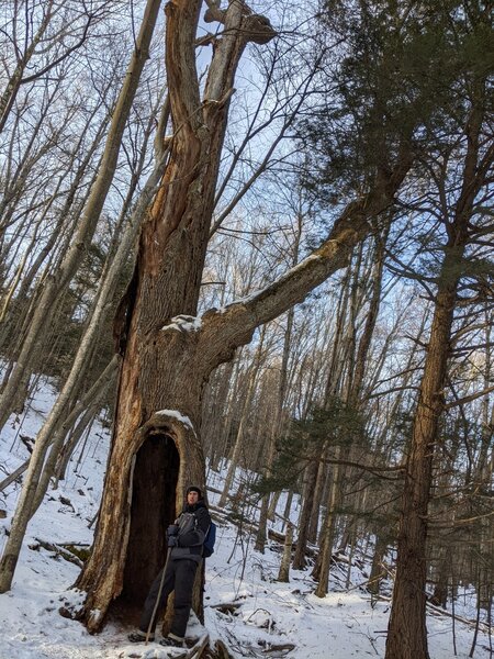 Tree cave