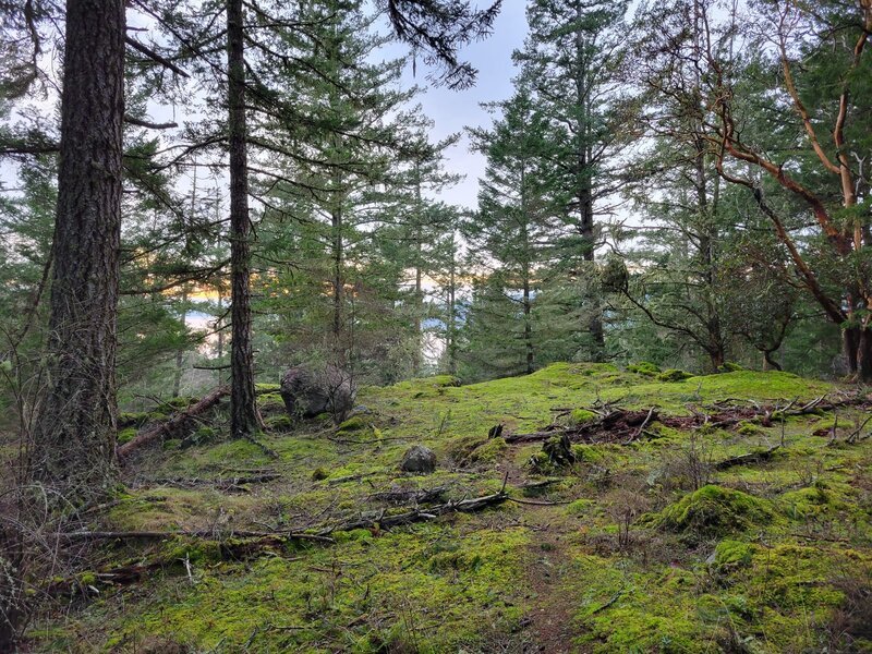 Mossy around the trail