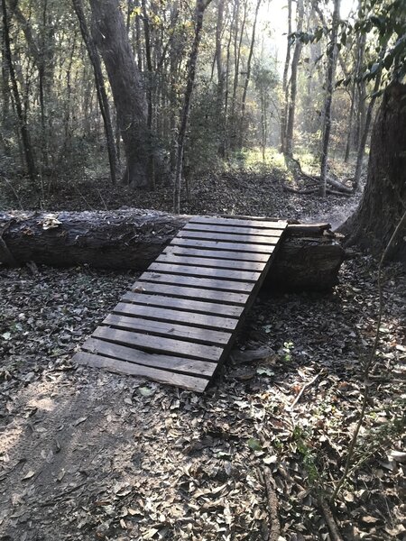 Cool ramp over tree