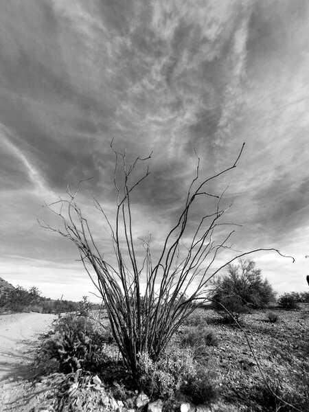 Ocatillo against the sky.