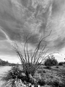 Ocatillo against the sky.