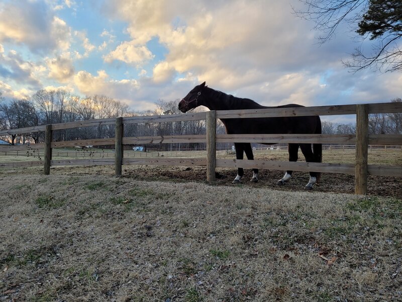 Horse pasture adjacent to south part of trail.