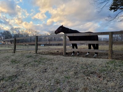 Horse pasture adjacent to south part of trail.