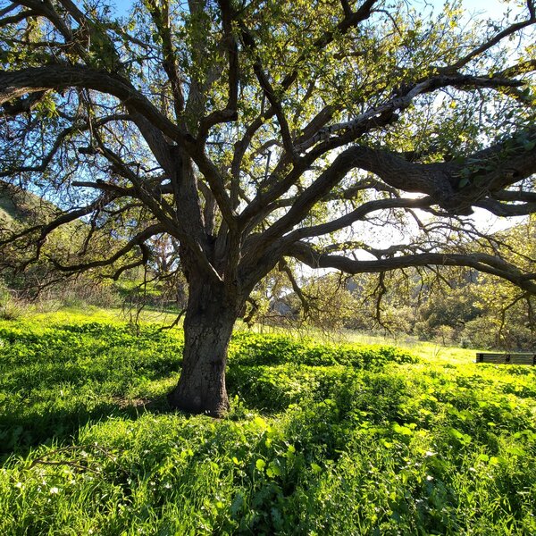 Oak tree