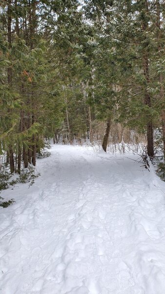 Trail 5 in the snow