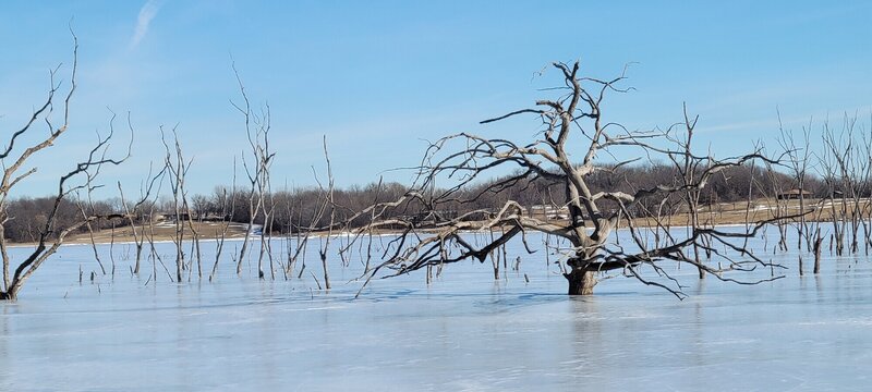 Trees emerging through the frozen surface of Mozinga Lake.